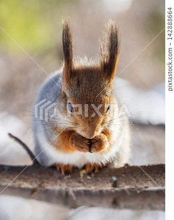 The squirrel with nut sits on tree in the winter or late autumn The squirrel with nut sits on tree in the winter or late autumn 142888664