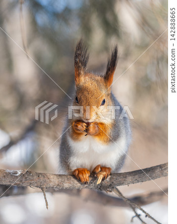 The squirrel with nut sits on tree in the winter or late autumn The squirrel with nut sits on tree in the winter or late autumn 142888665