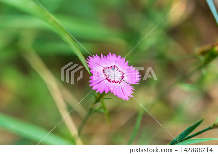 Beautiful hot pink carnation field flowers, Dianthus Campestris, close up, selected focus. Beautiful hot pink carnation field flowers, Dianthus Campestris, close up, selected focus. 142888714