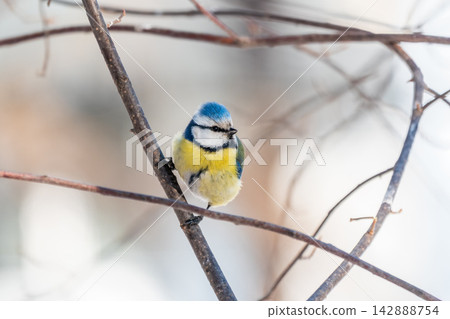 Cute bird, Eurasian blue tit, songbird sitting on a branch without leaves in the autumn or winter 142888754