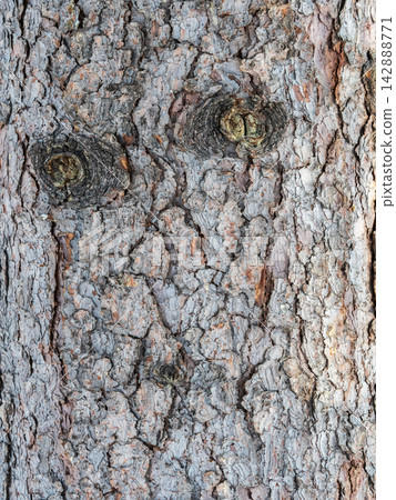 The bark of an old tree. Larch bark. The bark of an old tree. Larch bark. 142888771