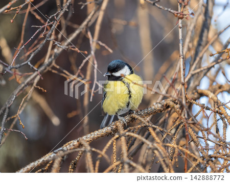 Cute bird Great tit, songbird sitting on a branch without leaves in the autumn or winter. Cute bird Great tit, songbird sitting on a branch without leaves in the autumn or winter. 142888772