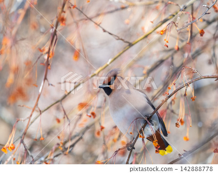 Bohemian Waxwing, Bombycilla garrulus, sitting on the bush and feeding on wild red apples in winter or early spring time. Bohemian Waxwing, Bombycilla garrulus, sitting on the bush and feeding on wild red apples in winter or early spring time. 142888778