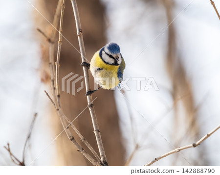 Cute bird, Eurasian blue tit, songbird sitting on a branch without leaves in the autumn or winter Cute bird, Eurasian blue tit, songbird sitting on a branch without leaves in the autumn or winter 142888790
