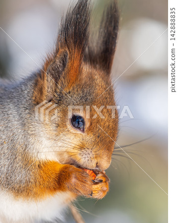 Portrait of a squirrel on a tree trunk Portrait of a squirrel on a tree trunk 142888835