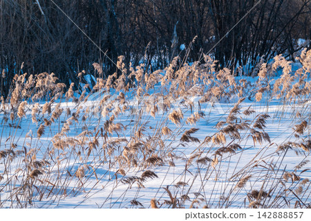 Winter landscape across fields with frosty grass and bog frozen over with trees on horizon 142888857