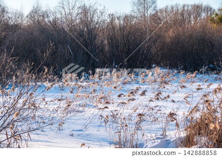 Winter landscape across fields with frosty grass and bog frozen over with trees on horizon Winter landscape across fields with frosty grass and bog frozen over with trees on horizon 142888858