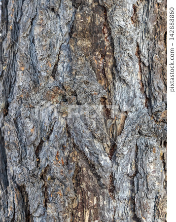 The bark of an old tree. Larch bark. The bark of an old tree. Larch bark. 142888860