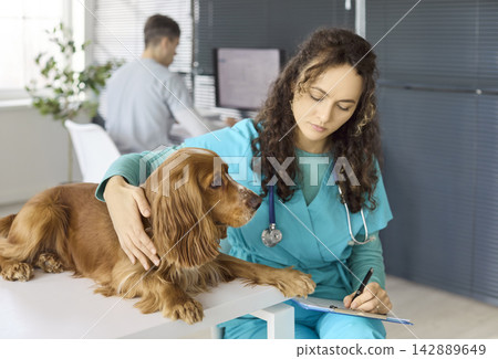 Veterinarian Writing Notes While Examining Cocker Spaniel Dog in Clinic, Pet Care 142889649