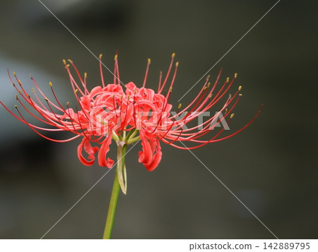red spider lily 142889795