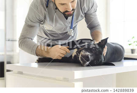 Veterinarian inspecting dog skin with magnifying glass during exam on table Veterinarian inspecting dog skin with magnifying glass during exam on table 142889839