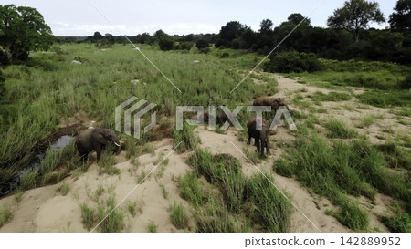 Elephant herd crossing grassy savanna from above Elephant herd crossing grassy savanna from above 142889952
