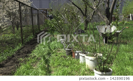 Young shrubs in pots along a garden path Young shrubs in pots along a garden path 142890196