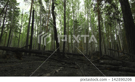 serene forest interior at ground level with trees and forest floor in natural setting, exploring nature's quiet beauty in green and brown tones, editorial and educational content. serene forest interior at ground level with trees and forest floor in natural setting, exploring nature's quiet beauty in green and brown tones, editorial and educational content. 142890206