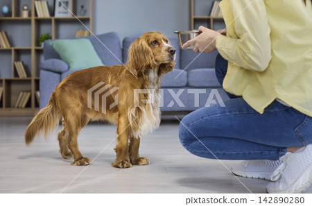 Woman feeding cocker spaniel dog with bowl at home, caring pet owner scene Woman feeding cocker spaniel dog with bowl at home, caring pet owner scene 142890280