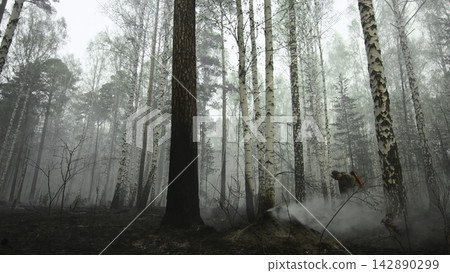 mystical and serene birch forest scene observed from eye level, looking straight through the tall trees with mossy ground and misty atmosphere in a natural setting. mystical and serene birch forest scene observed from eye level, looking straight through the tall trees with mossy ground and misty atmosphere in a natural setting. 142890299