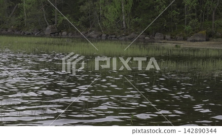 Peaceful Water Surface By Grassy Shoreline. Calm Lake With Soft Reflections Near Distant Trees And Reeds. Creative Peaceful Water Surface By Grassy Shoreline. Calm Lake With Soft Reflections Near Distant Trees And Reeds. Creative 142890344