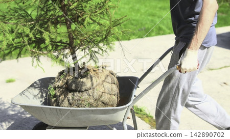 Man pushing a wheelbarrow with a young tree along a sunny sidewalk 142890702