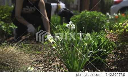 Gardener caring for white flowers in a sunny landscape bed Gardener caring for white flowers in a sunny landscape bed 142890738