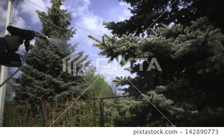Person spraying evergreen tree in a sunny garden Person spraying evergreen tree in a sunny garden 142890773