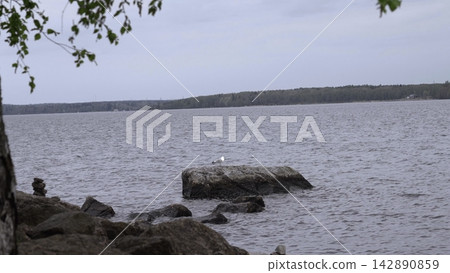Secluded Bird Scene. Quiet Scene Of Gull Overlooking Calm Lake From Stone With Surrounding Nature. Creative 142890859