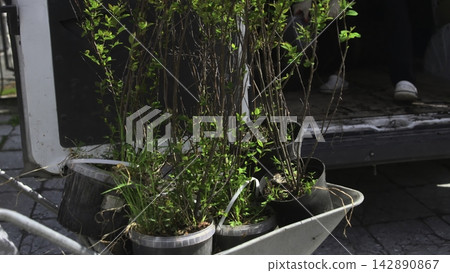 Potted plants near a shaded doorway Potted plants near a shaded doorway 142890867