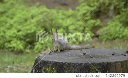 Squirrel Munching Nuts. Cinematic Shot Capturing Squirrel Alertly Eating Chestnut On Mossy Tree Stump. Creative Squirrel Munching Nuts. Cinematic Shot Capturing Squirrel Alertly Eating Chestnut On Mossy Tree Stump. Creative 142890979