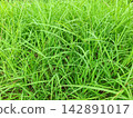 Dense Green Grass and Tall Blades in Nature 142891017