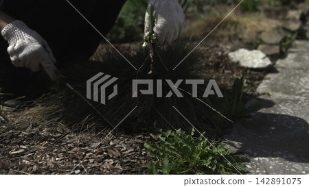 Gloved hands removing weeds in a sunny garden bed Gloved hands removing weeds in a sunny garden bed 142891075