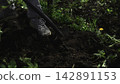 Person digging soil in a forest clearing 142891153