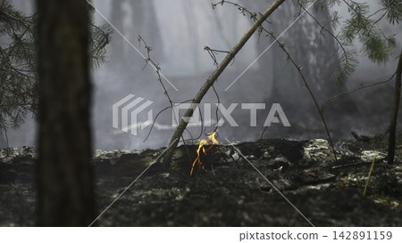 burnt forest fire aftermath on ground level with ashes and trees in somber mood after disaster relief efforts in forest setting with brown and gray tones and dramatic. burnt forest fire aftermath on ground level with ashes and trees in somber mood after disaster relief efforts in forest setting with brown and gray tones and dramatic. 142891159