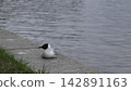 Seagull On Shore. Lone Seagull With Black Head Nestled On Concrete Ledge Near Peaceful Water Body. Creative 142891163