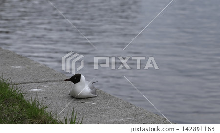 Seagull On Shore. Lone Seagull With Black Head Nestled On Concrete Ledge Near Peaceful Water Body. Creative Seagull On Shore. Lone Seagull With Black Head Nestled On Concrete Ledge Near Peaceful Water Body. Creative 142891163