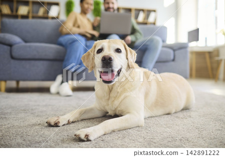 Happy retriever on carpet with couple using laptop on cozy sofa at modern home Happy retriever on carpet with couple using laptop on cozy sofa at modern home 142891222