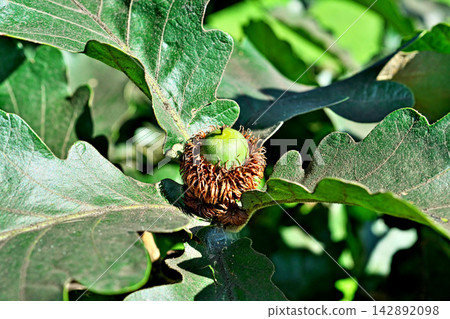 Oak nuts (autumn, September) 142892098
