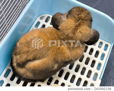 Cute Holland Lop Rabbit shedding and Sitting in a Cage Cute Holland Lop Rabbit shedding and Sitting in a Cage 142892136