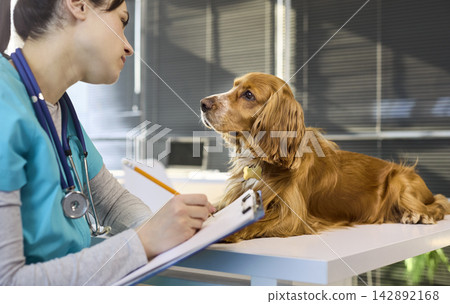 Cocker spaniel dog at clinic checkup as woman veterinarian updates medical records Cocker spaniel dog at clinic checkup as woman veterinarian updates medical records 142892168