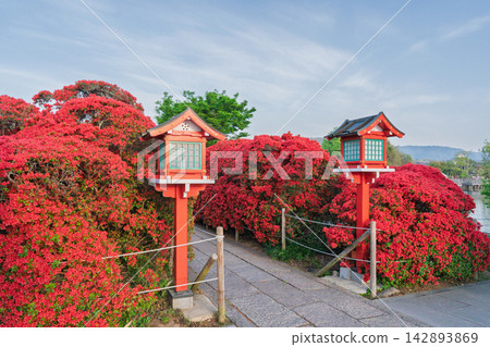 Take a picture of Kirishima awning that colors the Hachijo lake in Nagaoka Tenmangu in Nagaokakyo, Kyoto Prefecture Take a picture of Kirishima awning that colors the Hachijo lake in Nagaoka Tenmangu in Nagaokakyo, Kyoto Prefecture 142893869