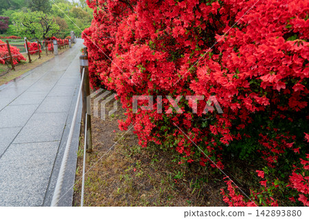 Take a picture of Kirishima awning that colors the Hachijo lake in Nagaoka Tenmangu in Nagaokakyo, Kyoto Prefecture Take a picture of Kirishima awning that colors the Hachijo lake in Nagaoka Tenmangu in Nagaokakyo, Kyoto Prefecture 142893880