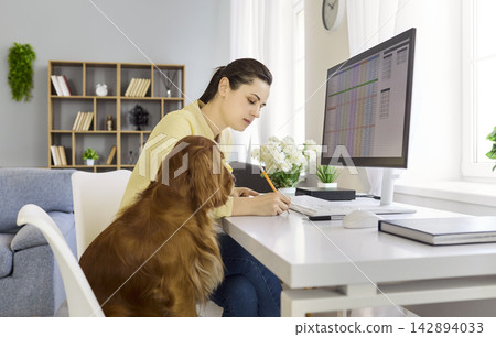 Woman working at home office computer with spaniel dog, remote finance analysis Woman working at home office computer with spaniel dog, remote finance analysis 142894033