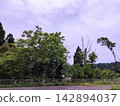 A park overflowing with greenery in early summer 142894037