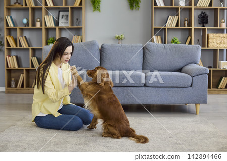 Woman and cocker spaniel practicing obedience, high five on living room carpet Woman and cocker spaniel practicing obedience, high five on living room carpet 142894466