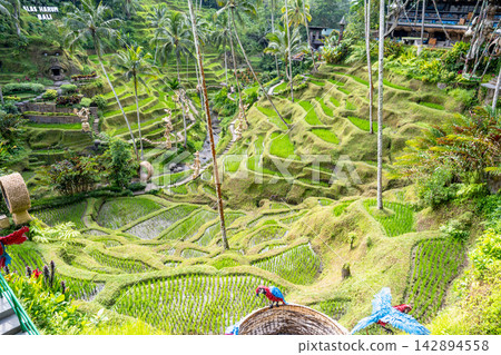 Green terraced rice fields of Tegallalang Aruum, Bali, Indonesia Green terraced rice fields of Tegallalang Aruum, Bali, Indonesia 142894558