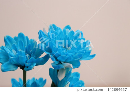 藍色的花 142894637