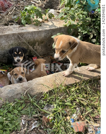 A panoramic outdoor view showing puppies in a concrete drainage ditch and a brown puppy peeking out from the edge. A panoramic outdoor view showing puppies in a concrete drainage ditch and a brown puppy peeking out from the edge. 142894681