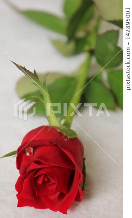 A bouquet of red, yellow, and white roses A bouquet of red, yellow, and white roses 142895001