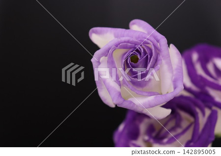 Purple flower Purple flower 142895005