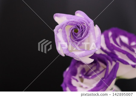 Purple flower Purple flower 142895007