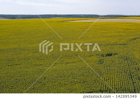 agricultural field, view from above 142895349