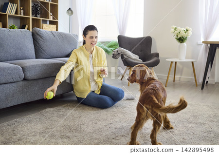 Happy owner plays fetch and trains spaniel dog with ball in cozy living room Happy owner plays fetch and trains spaniel dog with ball in cozy living room 142895498